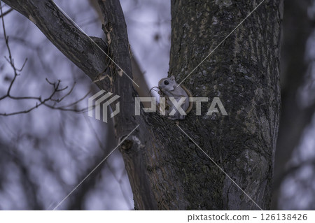 Flying squirrel eating early in the morning 126138426