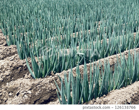 Long-tailed farm field Long-tailed farm field 126138766