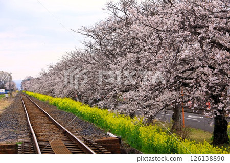 Cherry blossoms at Moka Railway in April 2025 Cherry blossoms at Moka Railway in April 2025 126138890
