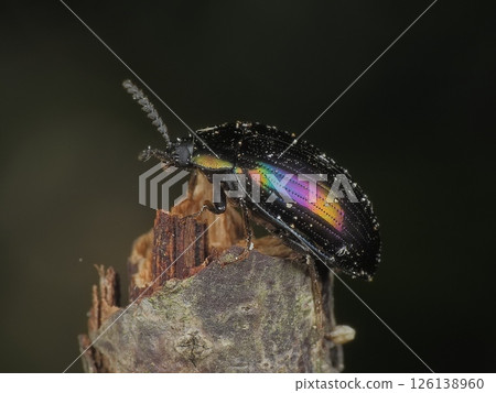 Tenebrionidae 126138960