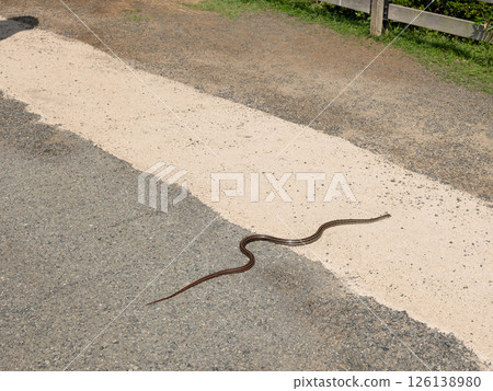 Crossing Striped Snake Crossing Striped Snake 126138980