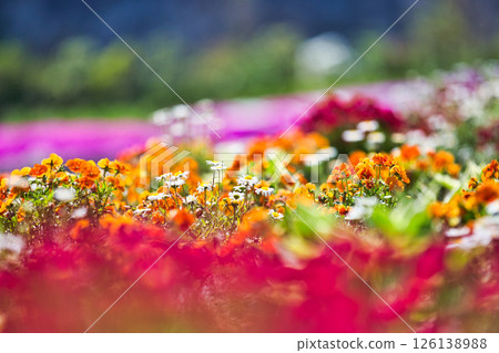 春天來了，公園裡花朵盛開 126138988