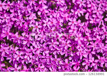 春天來了，公園裡花朵盛開 126138991