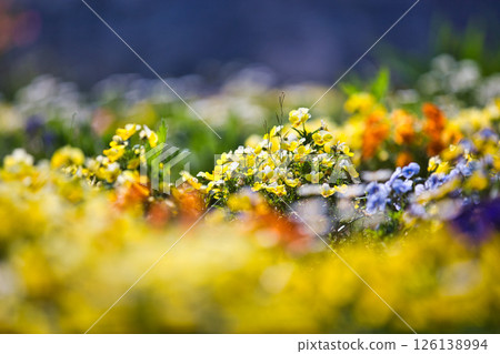 春天來了,公園裡花朵盛開 春天來了,公園裡花朵盛開 126138994