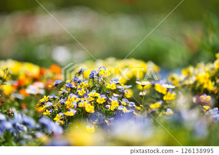 Spring is here and colorful flowers are in full bloom in the park Spring is here and colorful flowers are in full bloom in the park 126138995