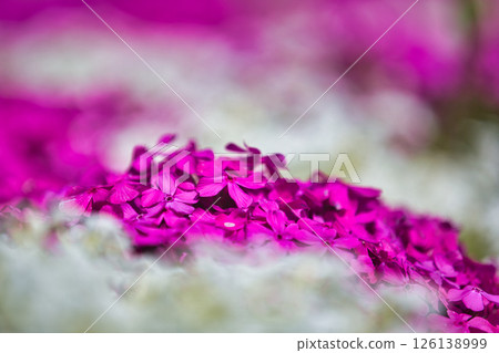 春天來了,公園裡花朵盛開 春天來了,公園裡花朵盛開 126138999