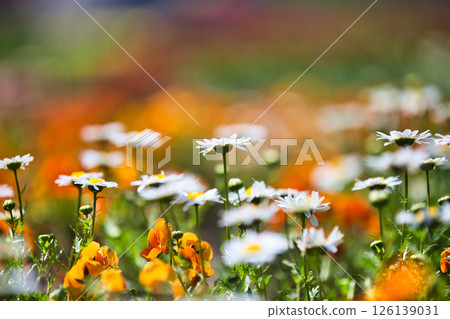 春天來了,公園裡花朵盛開 春天來了,公園裡花朵盛開 126139031