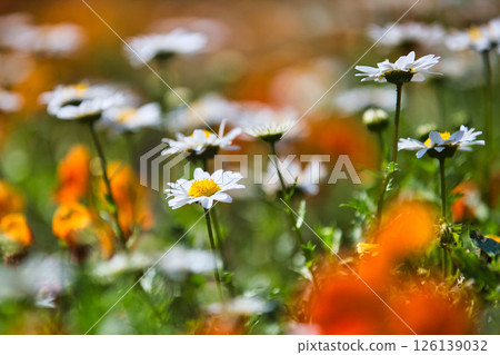 Spring is here and colorful flowers are in full bloom in the park 126139032