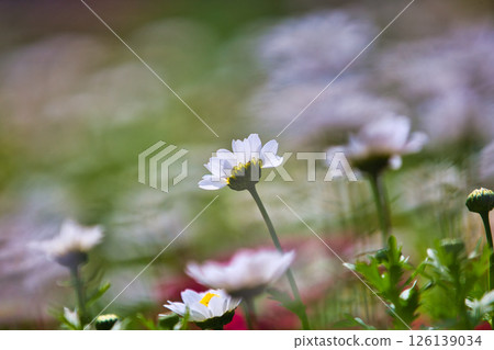 Spring is here and colorful flowers are in full bloom in the park Spring is here and colorful flowers are in full bloom in the park 126139034