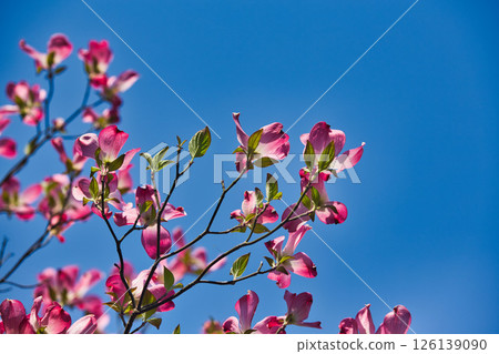 Spring is here and colorful flowers are in full bloom in the park Spring is here and colorful flowers are in full bloom in the park 126139090