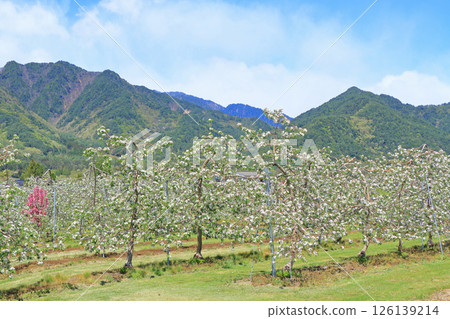 Azumino spring apple blossom bloom time 126139214