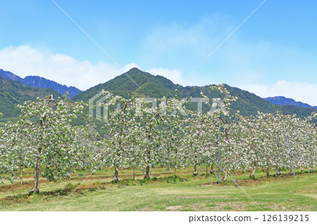 Azumino spring apple blossom bloom time Azumino spring apple blossom bloom time 126139215