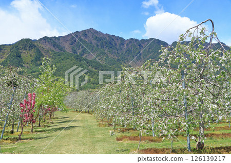 Azumino春天蘋果開花時間 Azumino春天蘋果開花時間 126139217