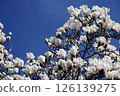 Spring March blue sky and white blossoms of a magnolia tree 126139275