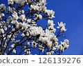 Spring March blue sky and white blossoms of a magnolia tree 126139276