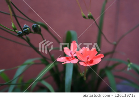 The flower language of the Japanese fan-like fan, with its neat petals spreading out, is "happy memories." The flower language of the Japanese fan-like fan, with its neat petals spreading out, is "happy memories." 126139712