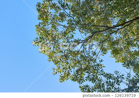 Spring Green Leaves Branch, Blue Sky 126139719