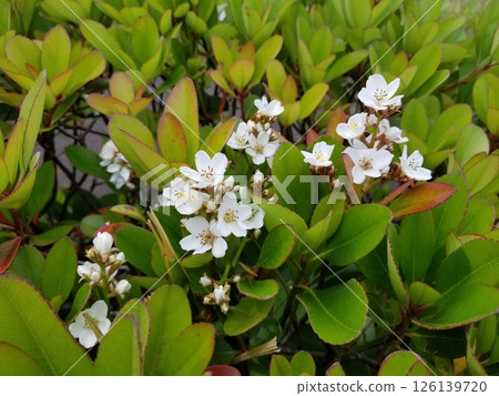Rhaphiolepis umbellata 的白色花瓣 Rhaphiolepis umbellata 的白色花瓣 126139720