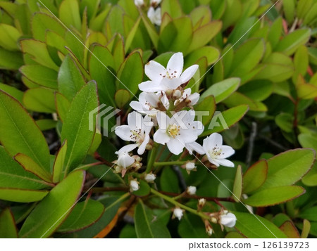 White flowers of Rhaphiolepis umbellata bloom 126139723