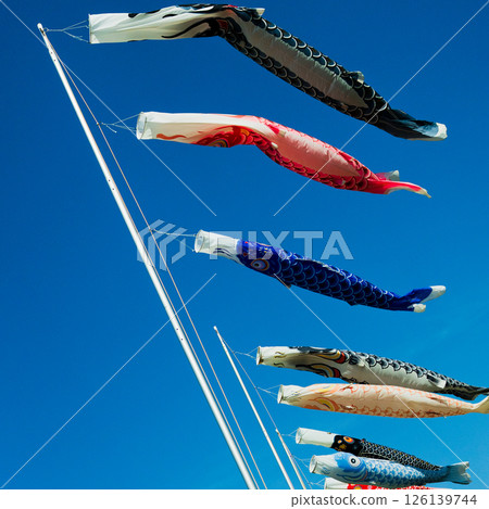 Carp streamer swimming in the blue sky Carp streamer swimming in the blue sky 126139744