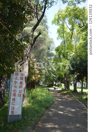 八王子市的林蔭大道 八王子市的林蔭大道 126139832