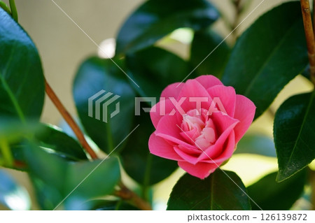 扦插五年後，我花園裡的第一朵山茶花（菱花藤）開花了 126139872