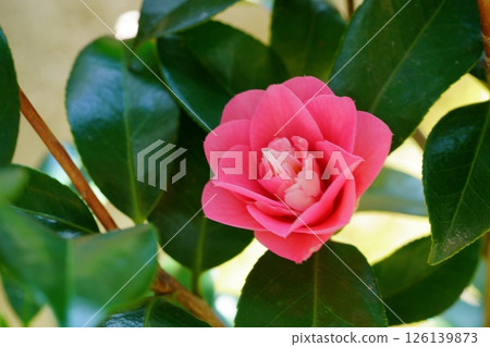 扦插五年後，我花園裡的第一朵山茶花（菱花藤）開花了 126139873