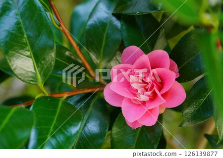 扦插五年後，我花園裡的第一朵山茶花（菱花藤）開花了 126139877