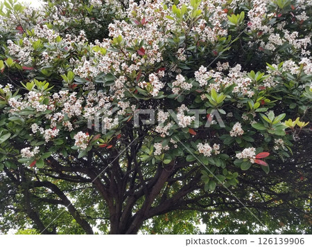 Flower petals in full bloom 126139906