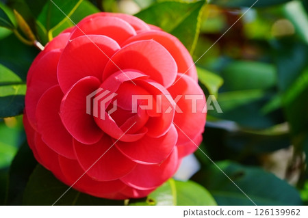 The coming of spring, camellia, red virgin large flower The coming of spring, camellia, red virgin large flower 126139962