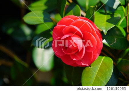 The coming of spring, camellia, red virgin large flower The coming of spring, camellia, red virgin large flower 126139963