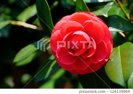 The coming of spring, camellia, red virgin large flower 126139964