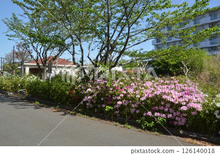 Spring in an apartment building, Hachioji City 126140018