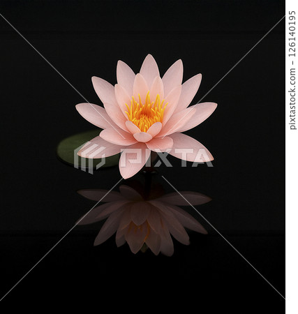 Pink lotus floating against a black background 126140195