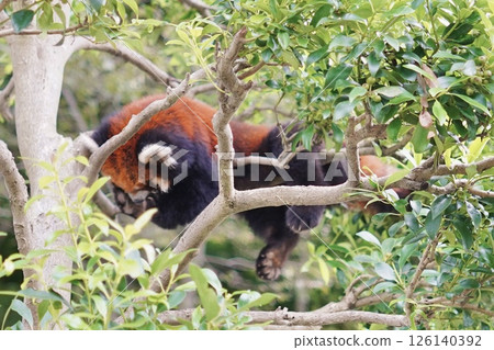 睡覺在樹的小熊貓 126140392