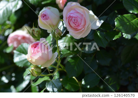 粉紅色的花朵 126140570