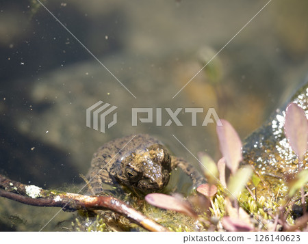 花園池塘裡的牛蛙 花園池塘裡的牛蛙 126140623