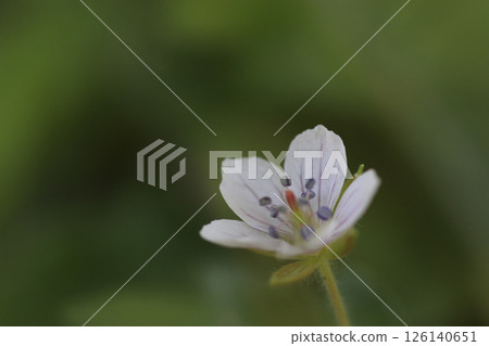 秋日原野盛開的花,源之翔子花 秋日原野盛開的花,源之翔子花 126140651