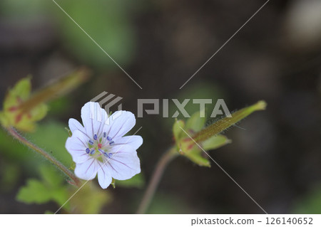 秋日原野盛開的花，源之翔子花 126140652