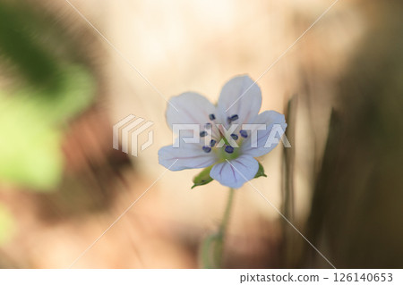 Flowers blooming in the autumn field, Gennoshoko flowers 126140653