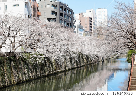 東京城市景觀:目黑川沿岸的櫻花 東京城市景觀:目黑川沿岸的櫻花 126140736