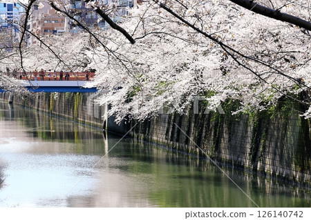 東京城市景觀：目黑川沿岸的櫻花 126140742