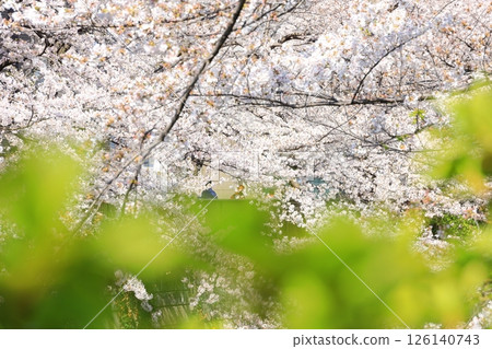 Tokyo cityscape: Cherry blossoms along Meguro River 126140743