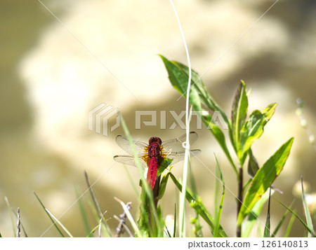 Red dragonfly on the waterside 126140813