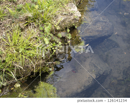 Newt in the pond Newt in the pond 126141234