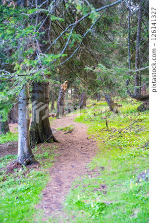 Forest path leading to Holy Silver spring near Artybash town. Sacred natural water source in Altai Russia. 126141327
