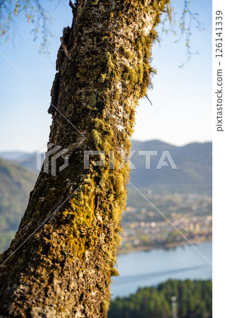 Usnea moss hanging on tree branches. Natural lichen growth in forest environment Usnea moss hanging on tree branches. Natural lichen growth in forest environment 126141339
