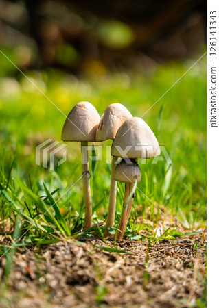 Wild mushrooms or toadstools growing in the grass on a sunny spring day 126141343