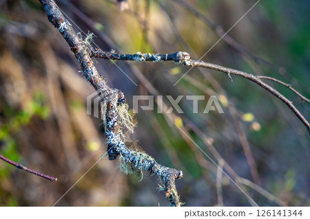 Usnea moss hanging on tree branches. Natural lichen growth in forest environment 126141344
