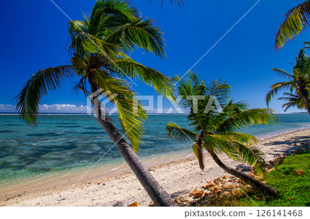 Oceania, Republic of Fiji, Viti Levu, Coral Coast, Korotogo, blue sky beach and palm trees 126141468